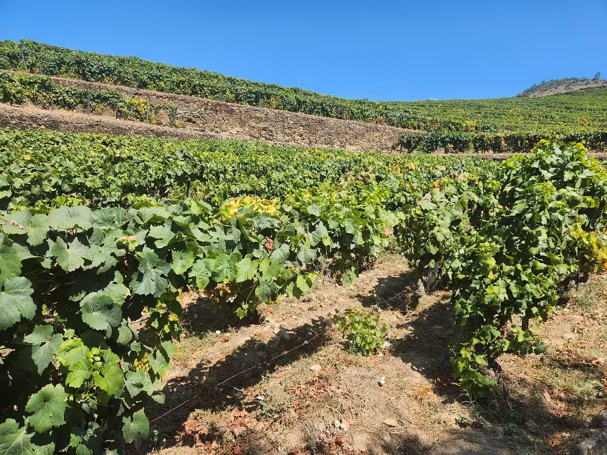 Terraced vineyard rows on a sunny hillside, scenic stop on a panoramic tour through the Douro Valley wine region