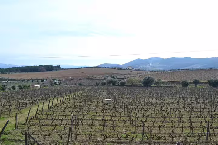Expansive vineyard fields stretch across the Douro Valley, showcasing the lush scenery on a private tour from Porto.