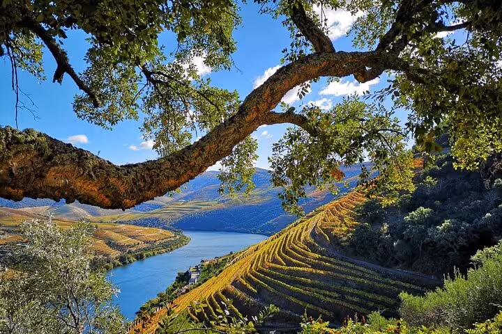 Scenic Douro Valley terraced vineyards and river view framed by an ancient tree on a guided wine tour