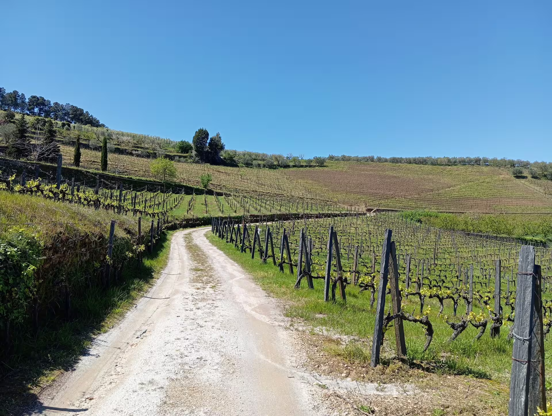 Scenic vineyard path in Douro Valley surrounded by lush grapevines under a clear blue sky.