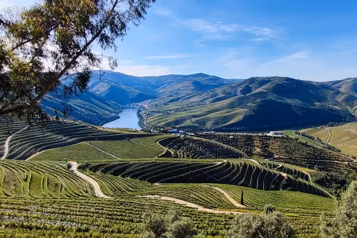 Panoramic view of stunning terraced Douro Valley vineyards with the winding river and rolling hills