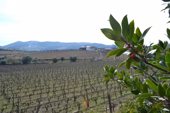 Expansive Douro Valley vineyard with lush greenery and distant mountains, perfect for wine tasting tours.