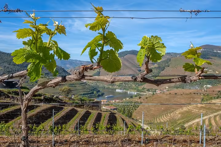 Vine shoot framing terraced vineyards and the Douro River in Pinhao, overlooking cruise boats on a Porto Douro Valley tour.