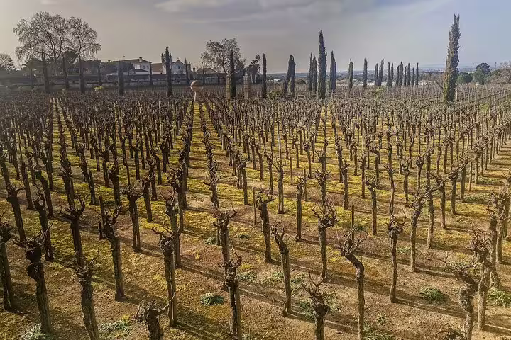 Scenic view of Douro Valley vineyards during a private tour from Lisbon, showcasing rows of grapevines under a clear sky.