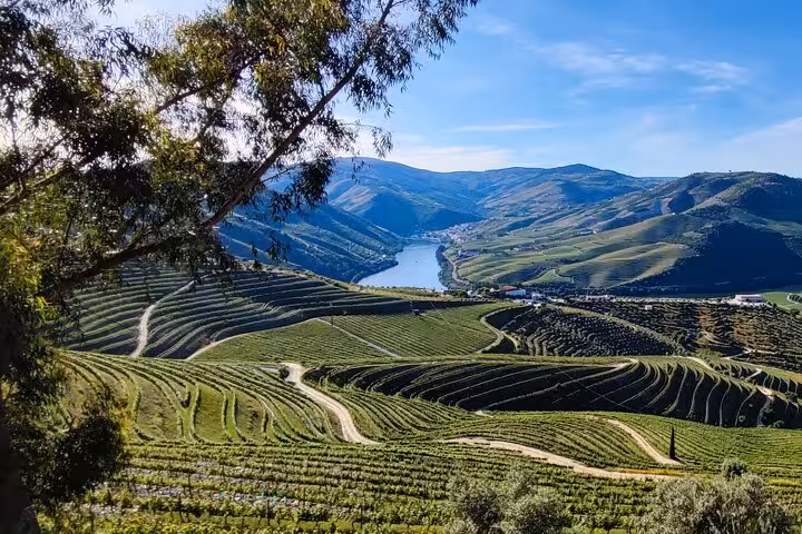 Stunning terraced Douro Valley vineyards overlooking the river on a scenic boat tour with wine tasting