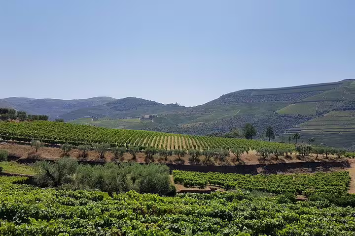Scenic view of sprawling vineyards and rolling hills in Portugal's picturesque Douro Valley.