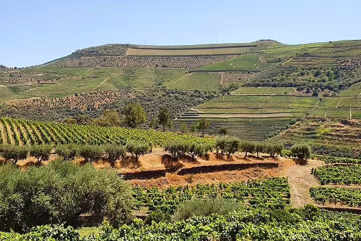 Expansive view of Douro Valley vineyards under a clear blue sky, showcasing lush greenery and terraced hills.