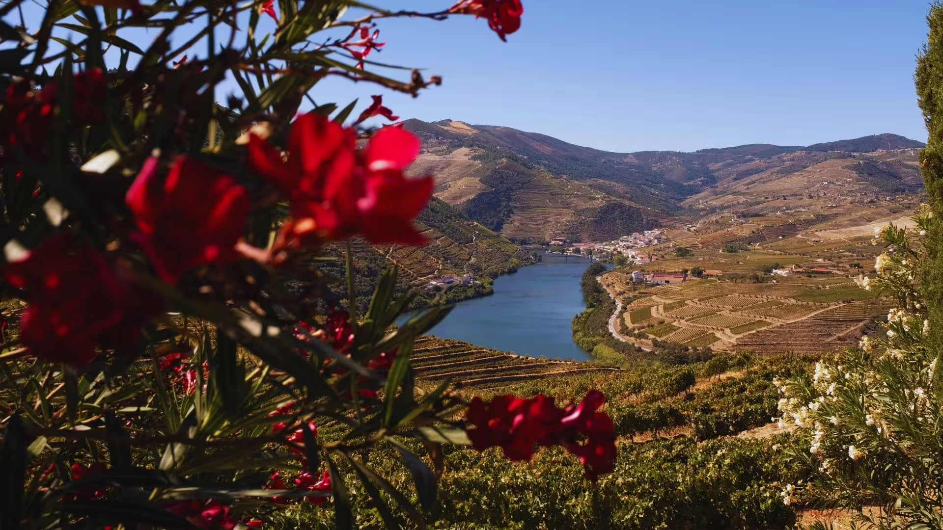 Image of the beautiful vineyards and landscape on the top of the Douro River