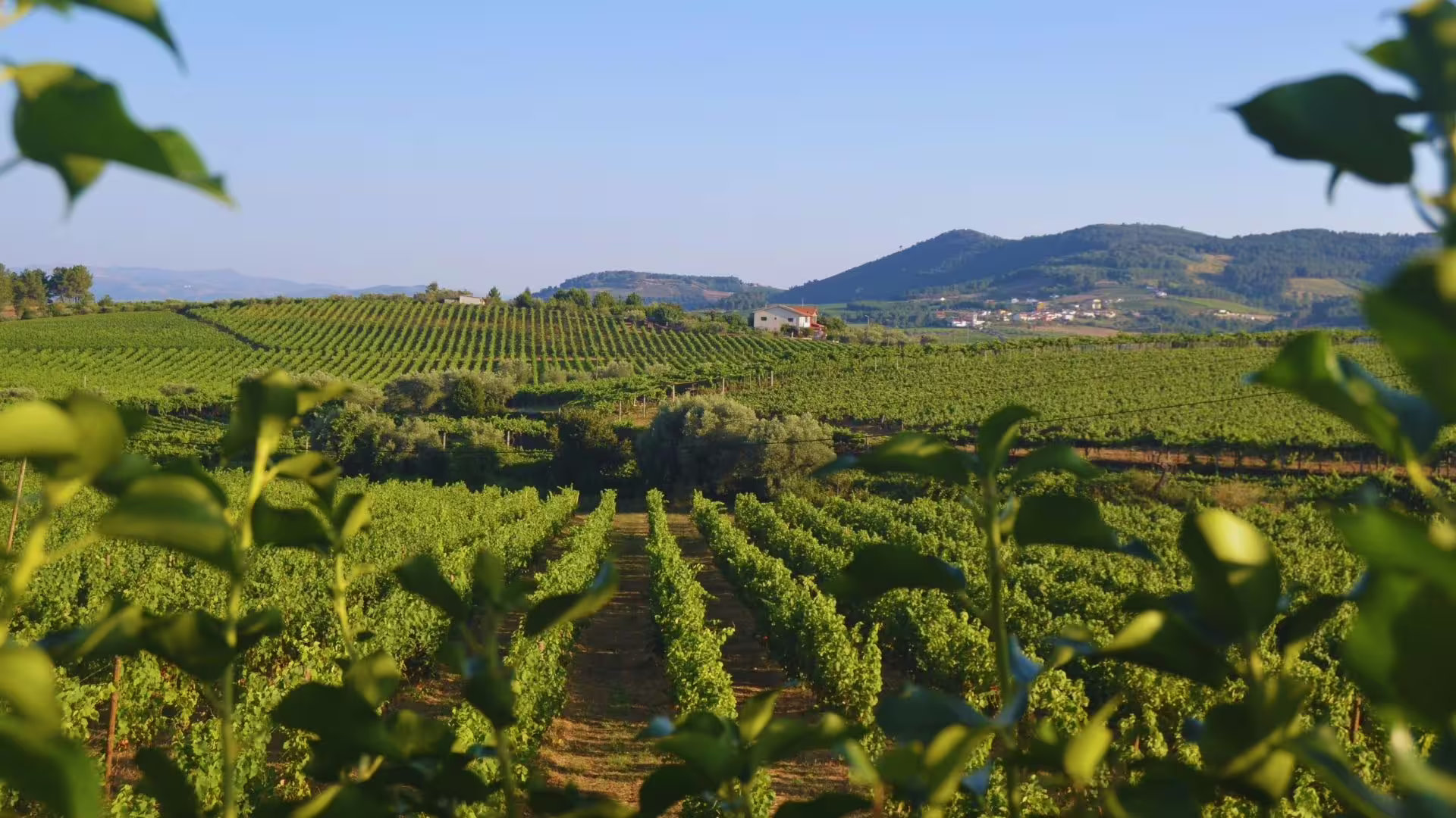 Image from several green vineyards at the Douro Valley