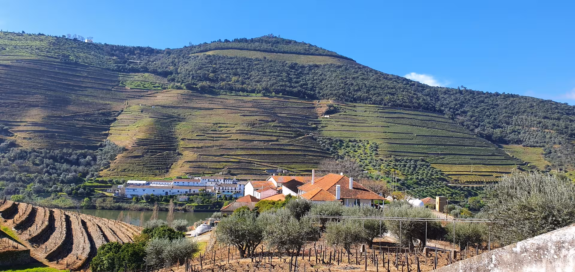 Terraced Douro Valley vineyards above the river near a winery, perfect for guided wine tasting and boat trip tour