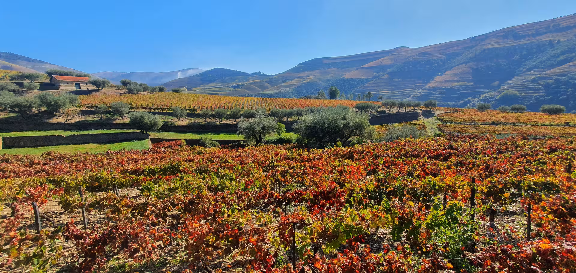 Autumn terraced vineyards in Portugal’s Douro Valley, a highlight of wine tasting tour with lunch included