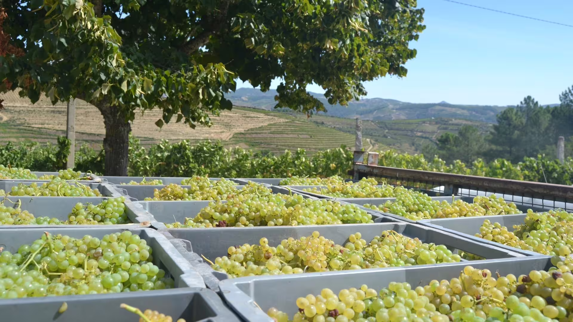 Image of several wine baskets with white grapes