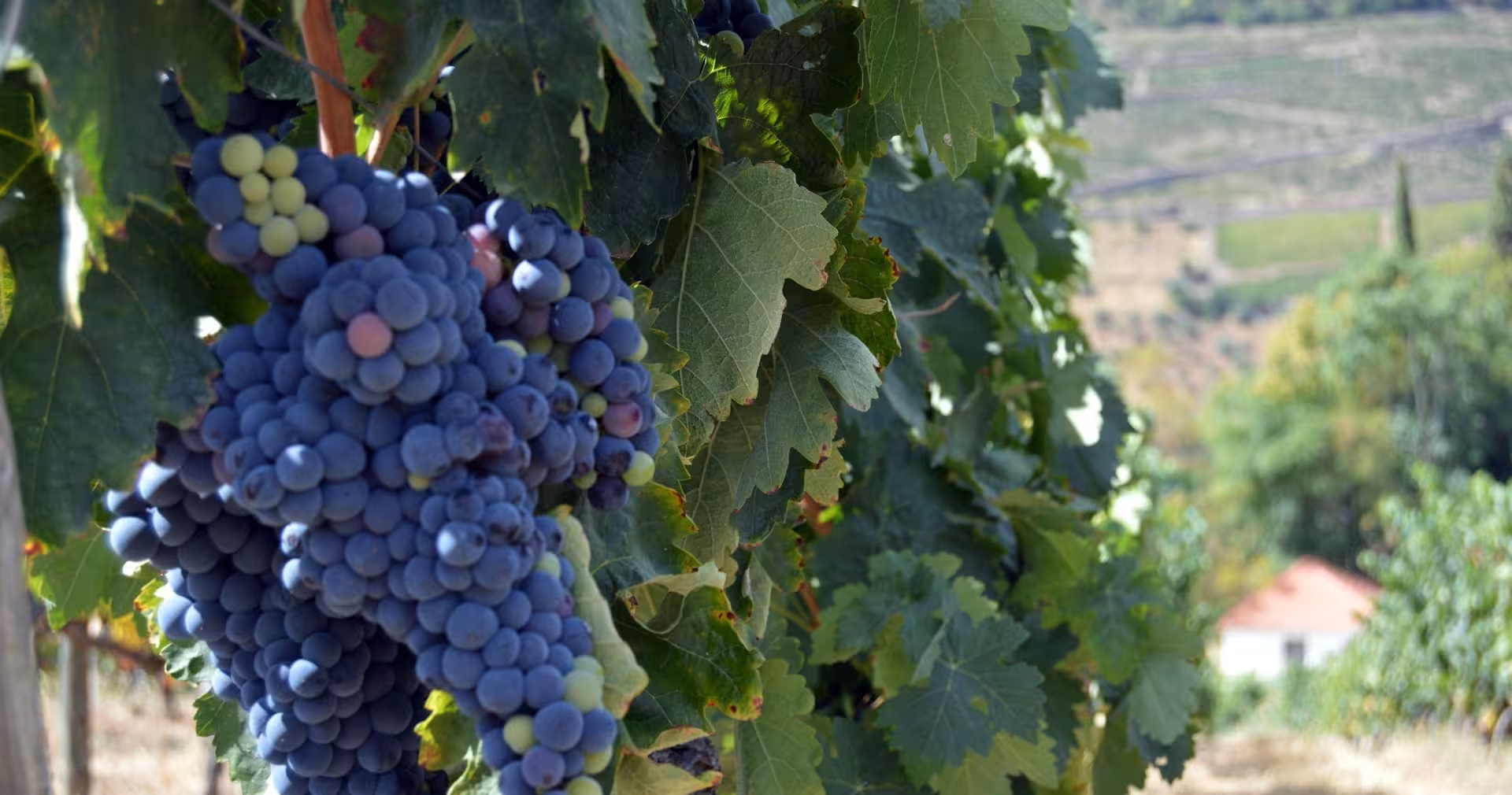Close-up of ripe Douro Valley wine grapes on the vine, part of small-group hike from Braga with tasting