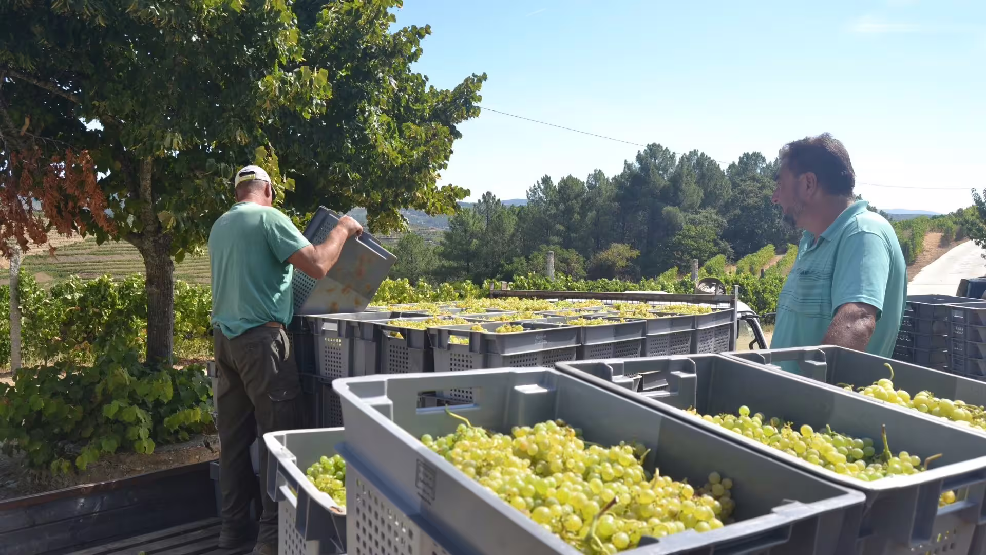 Image of people working at the Douro Valley during the Harvest