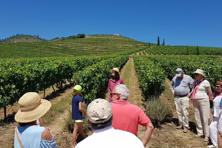 Group of tourists exploring lush vineyards under a clear blue sky in Portugal's picturesque Douro Valley.