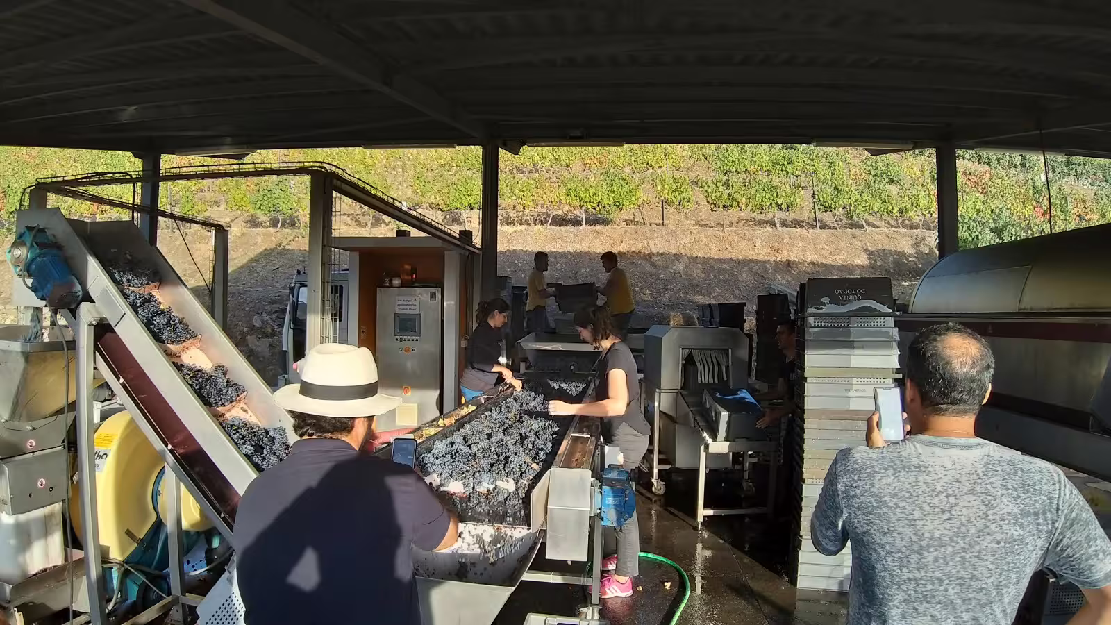 Winemakers sorting grapes at a Douro Valley winery, showcasing traditional wine production on a private tour.