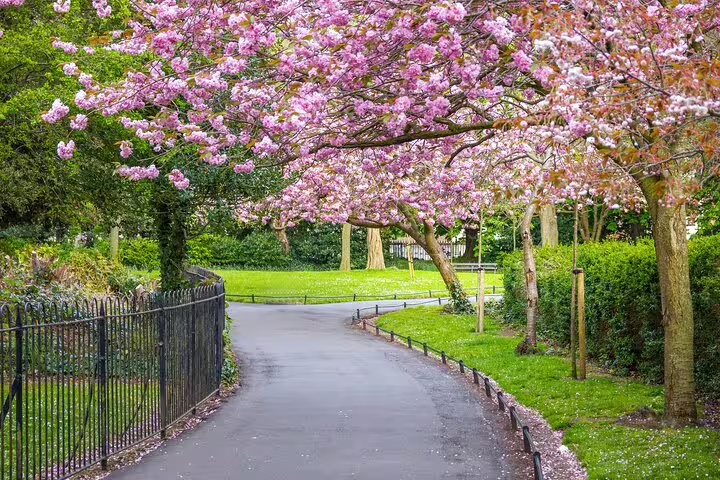 Cherry blossom trees lining a winding park pathway in Dublin during spring