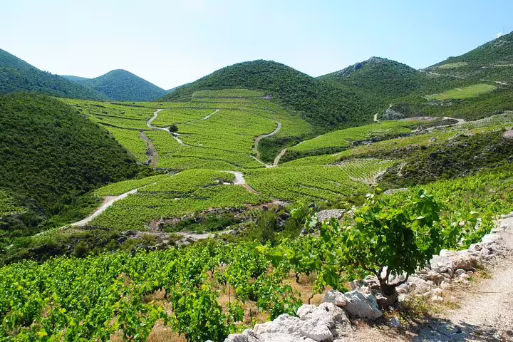 Scenic Croatian vineyard hills near Dubrovnik, ideal stop on a private wine tasting and countryside tour