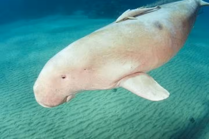 Dugong swimming in clear Red Sea water near Hurghada on snorkeling day trip from Luxor