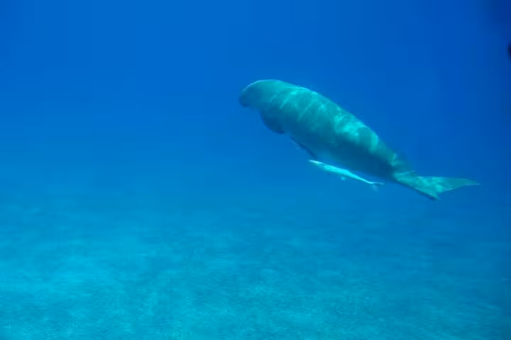 Dugong gliding over the Red Sea seabed, spotted on the Royal Seascope submarine tour with pickup from Safaga and Makadi Bay