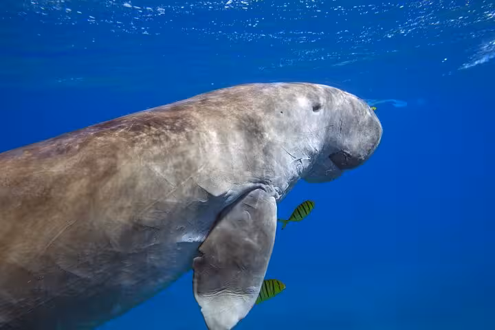 Dugong (sea cow) underwater at Marsa Mubarak, Marsa Alam Red Sea snorkeling boat trip wildlife encounter