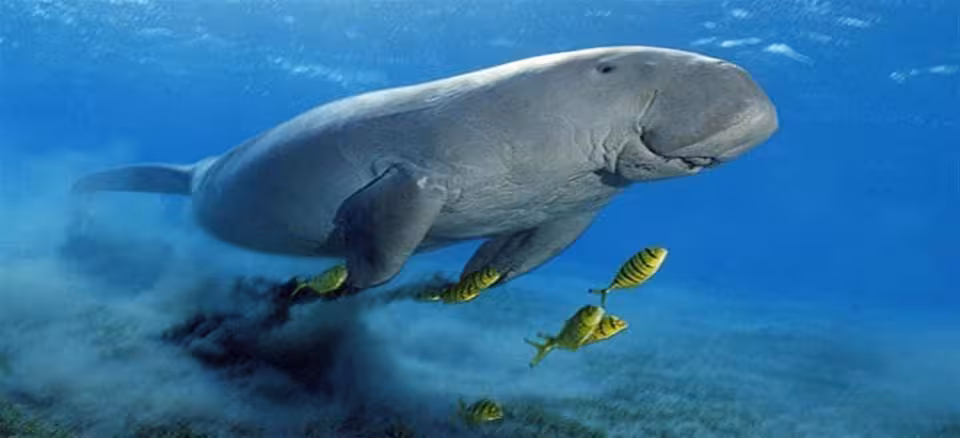 Dugong swimming over seagrass with reef fish in Marsa Mubarak, Red Sea snorkeling trip in Marsa Alam