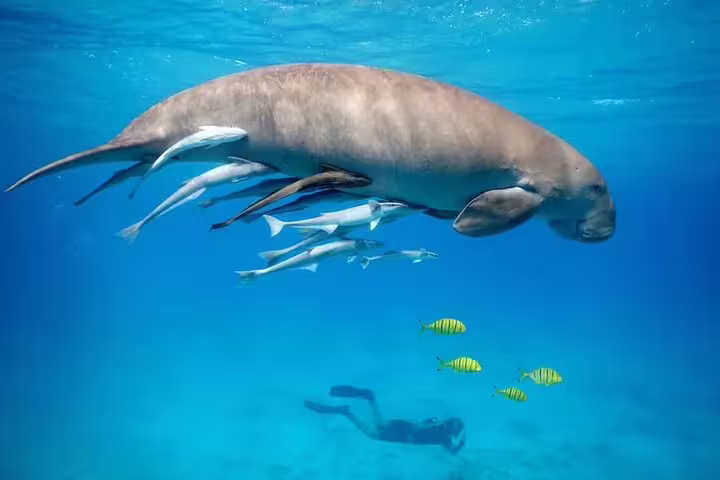 Dugong swimming in Marsa Mubarak, Marsa Alam with snorkeler below on Red Sea wildlife tour