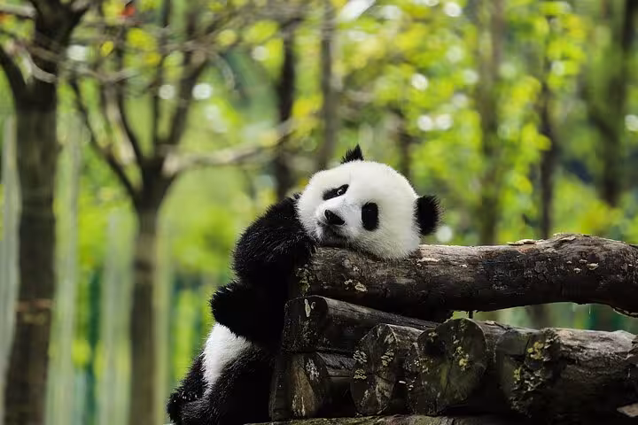 A relaxed panda leans on wooden logs amidst greenery at Panda Park, featured in the Dujiangyan Private Tour.