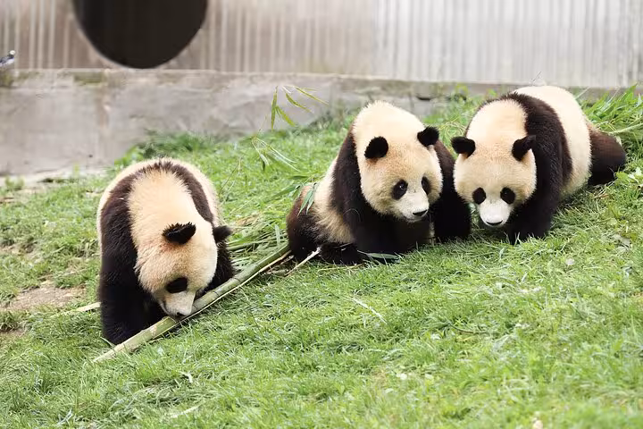 Three playful pandas munch on bamboo in lush greenery at Panda Park, a highlight of the Dujiangyan Private Tour.