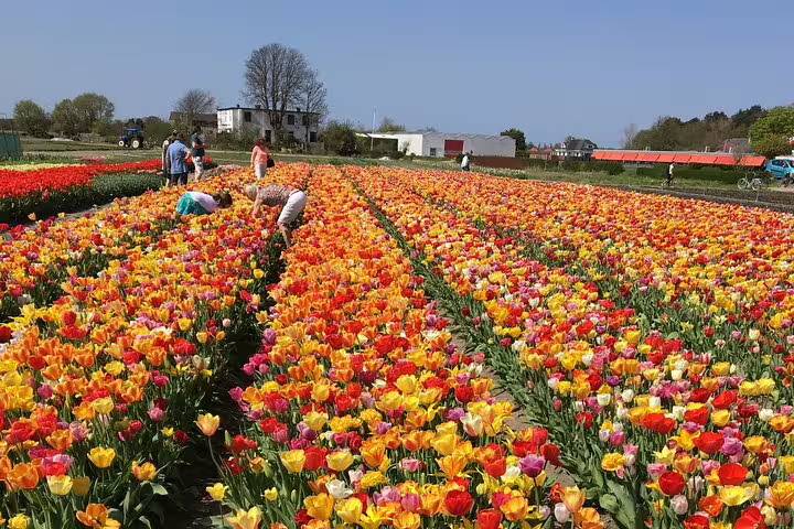 Colorful Dutch tulip fields in bloom on Your Own Holland electric bike tour through Holland’s flower region
