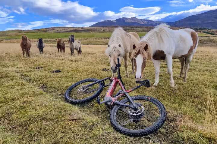 Mountain bike lying on grass field with Icelandic horses in Svarfadadalur valley
