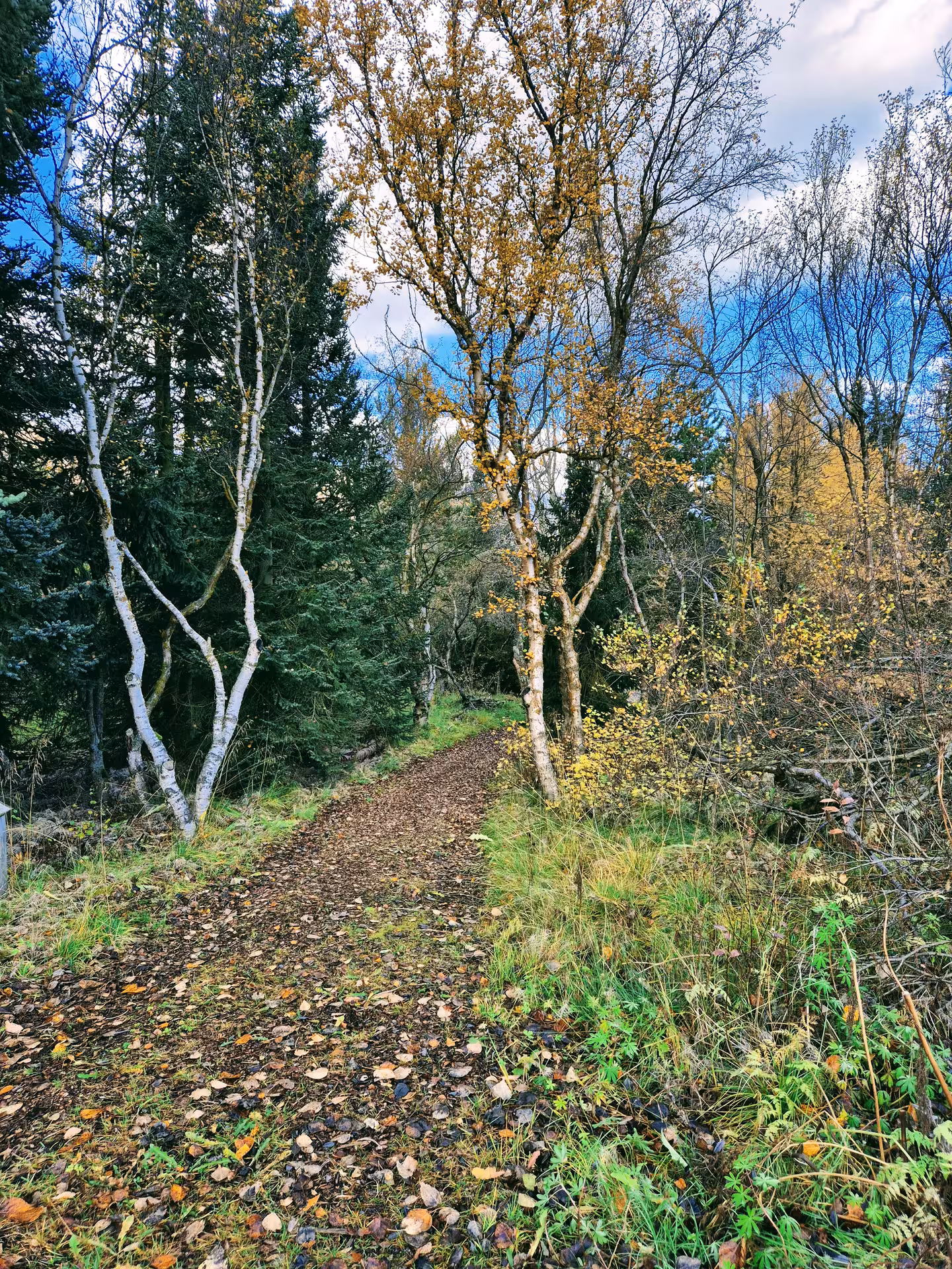 Leaf-covered trail winding through birch and evergreen trees in Svarfadadalur valley during autumn