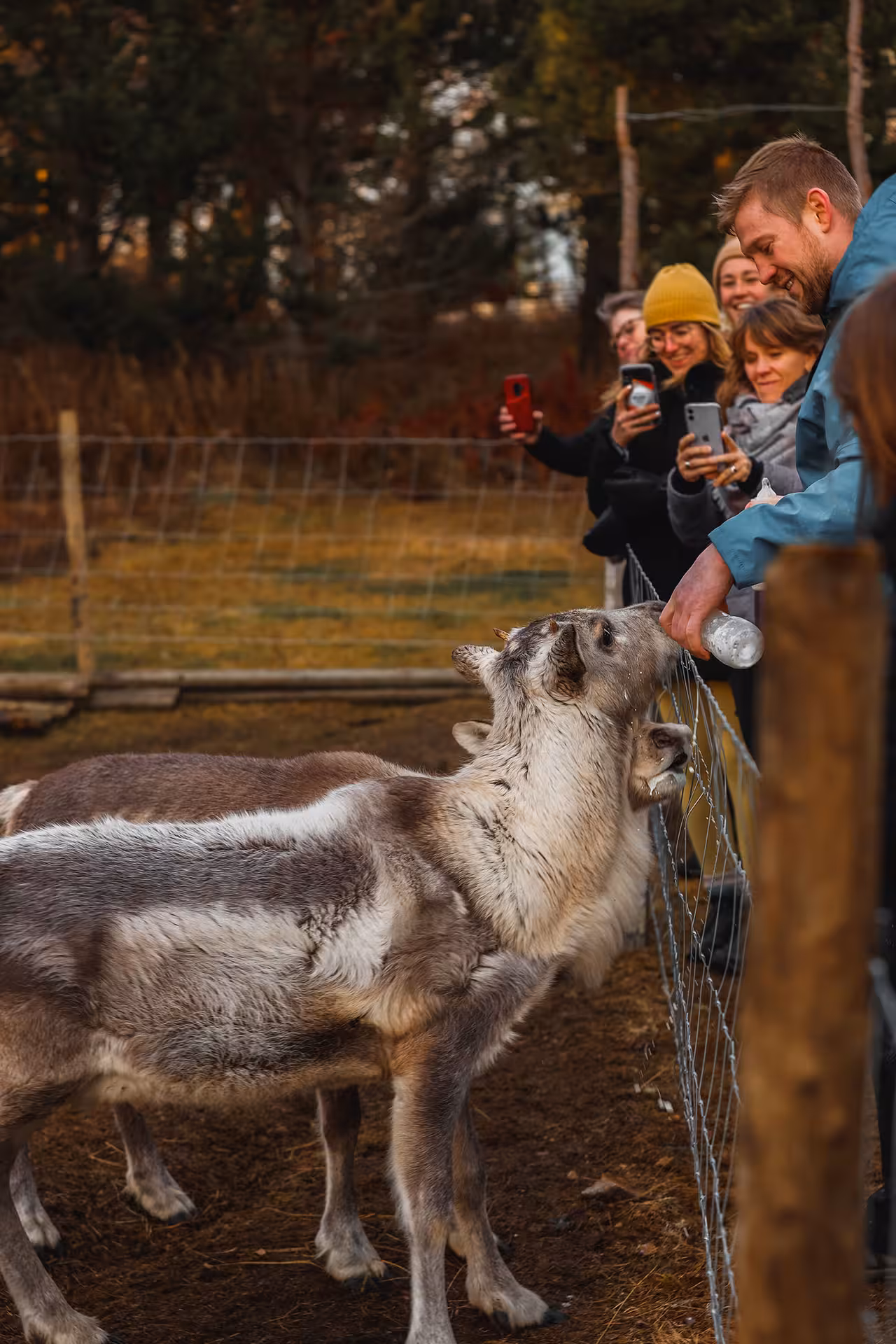 Visitors feeding reindeer through a fence at a private East Iceland reindeer tour in autumn