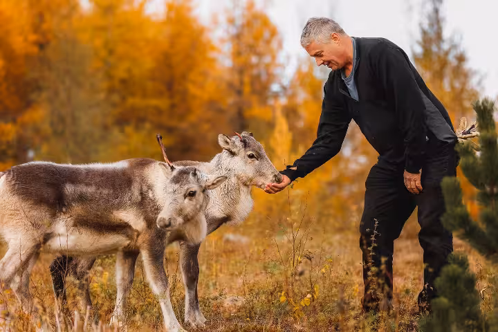 Man feeding two young reindeer by hand in an autumn forest in East Iceland