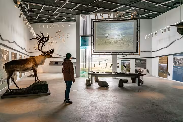 Visitor observing a taxidermied reindeer exhibit inside an East Iceland natural history museum