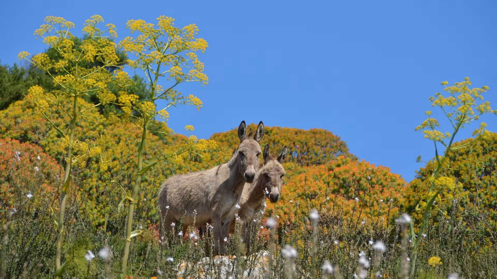 Discover Asinara's unique wildlife, including donkeys amidst colorful flora, on an e-bike adventure.
