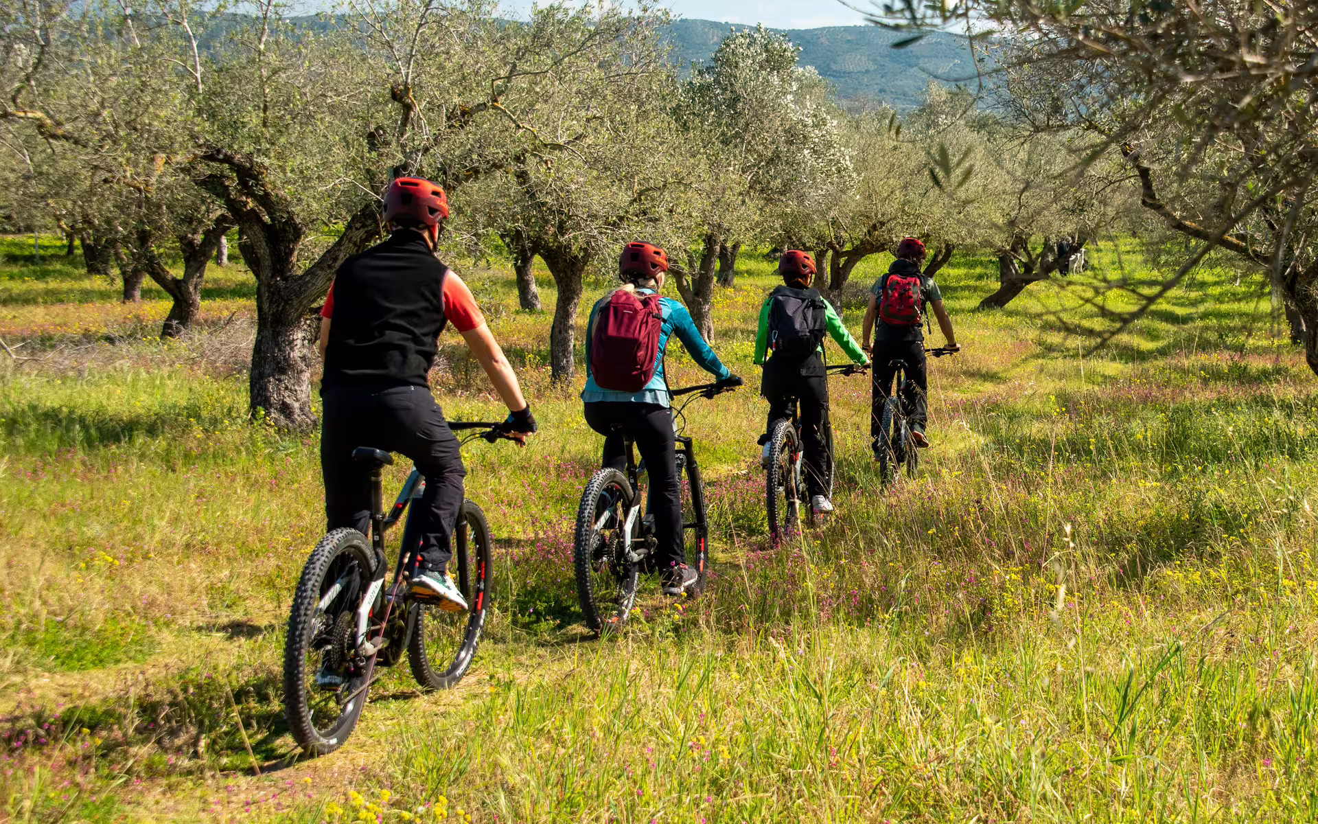 Group on the E-Bike Navarino Trail riding through olive groves in Messinia, Greece on a guided e-bike tour