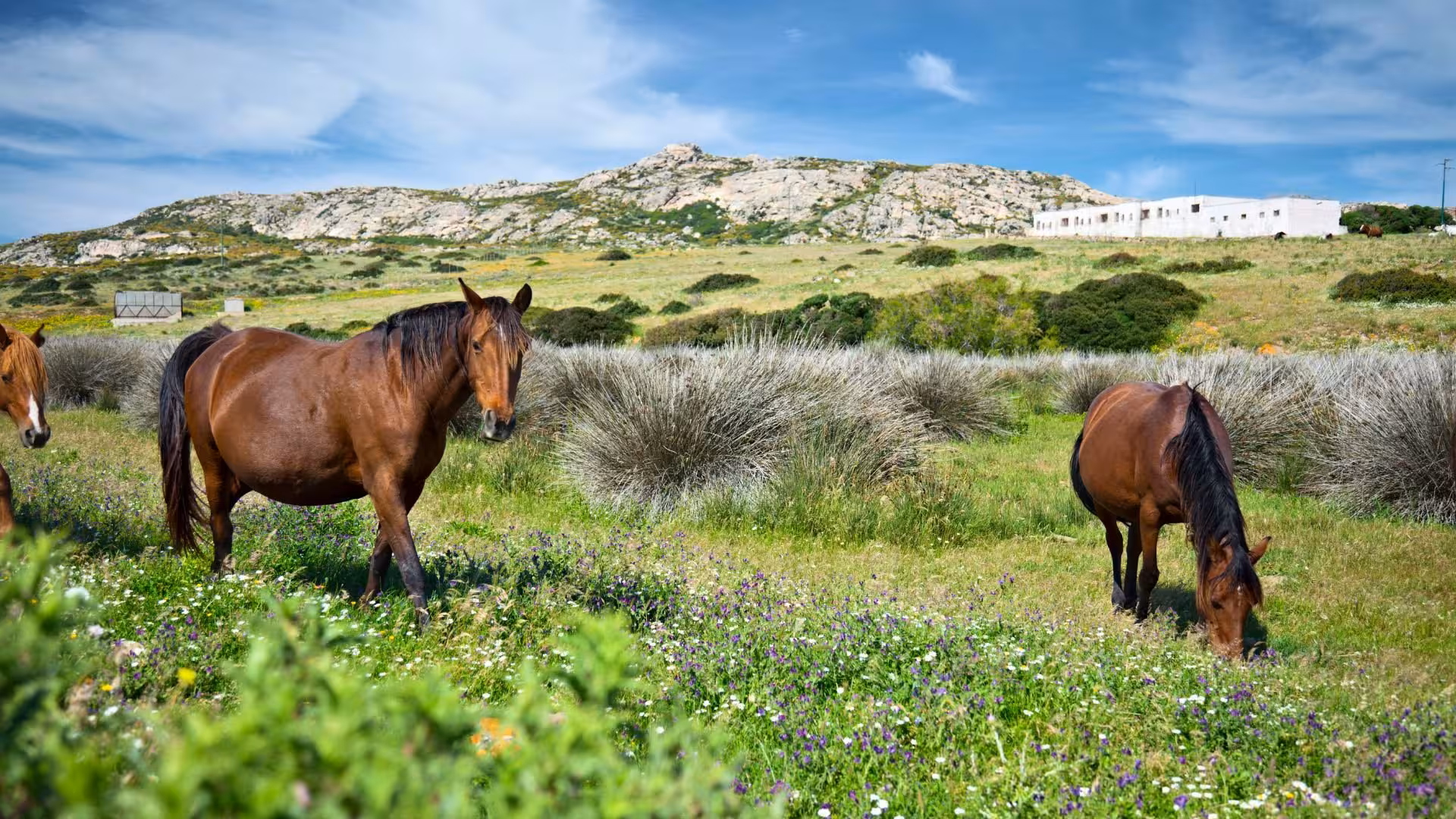 Experience Asinara's natural beauty with grazing horses against a backdrop of rolling hills on an e-bike tour.