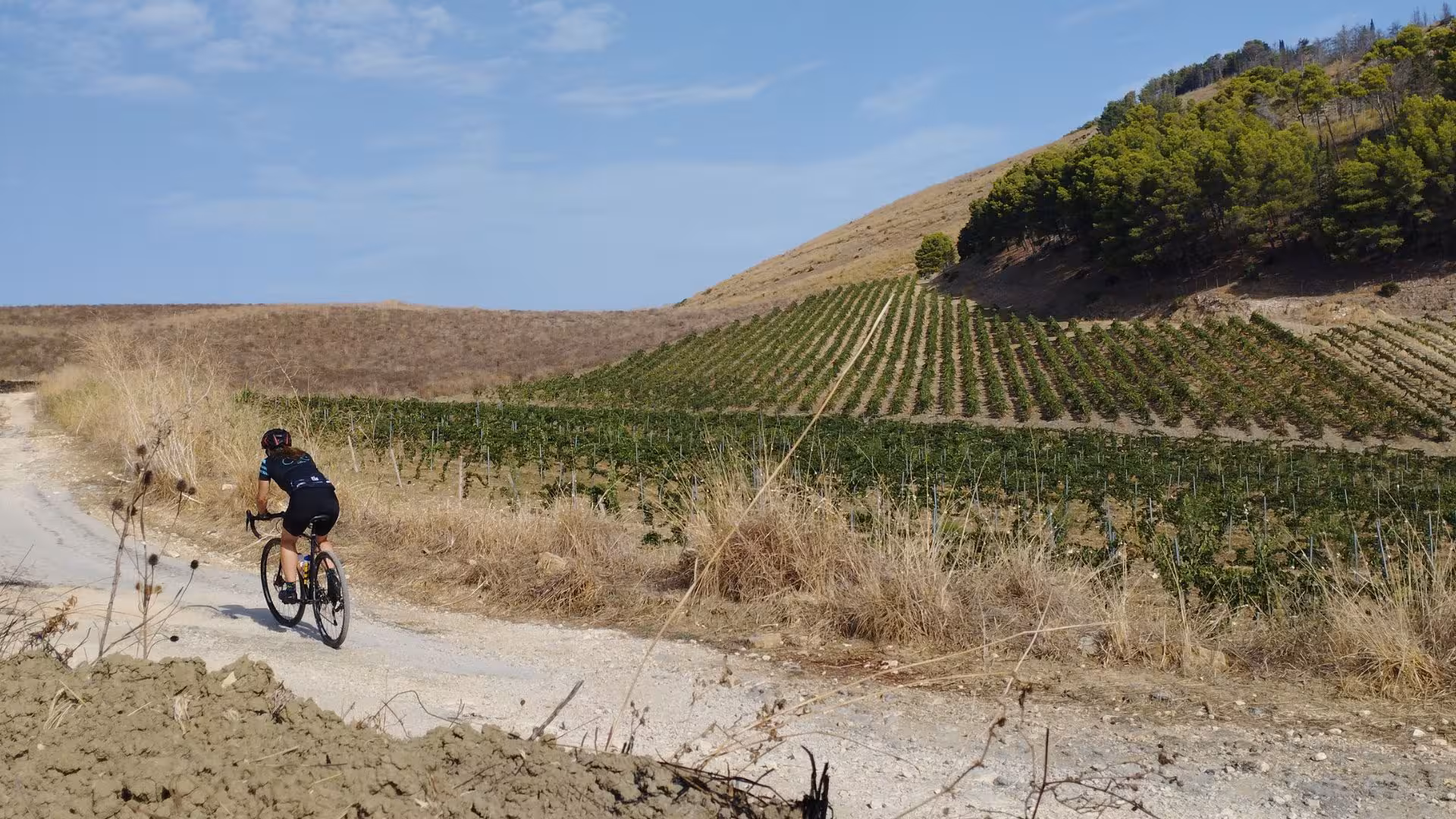 Cyclist on a gravel path winds through lush vineyards near Castellammare del Golfo.