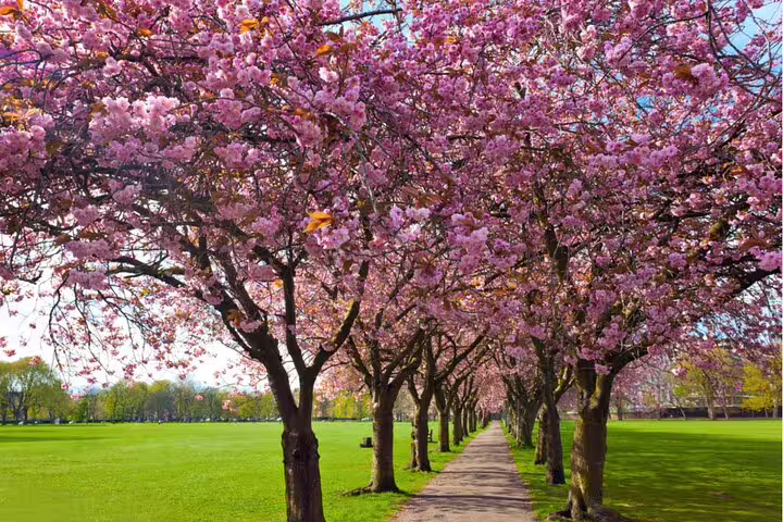Cherry blossom tree-lined pathway in Edinburgh park during spring, pink flowers in full bloom