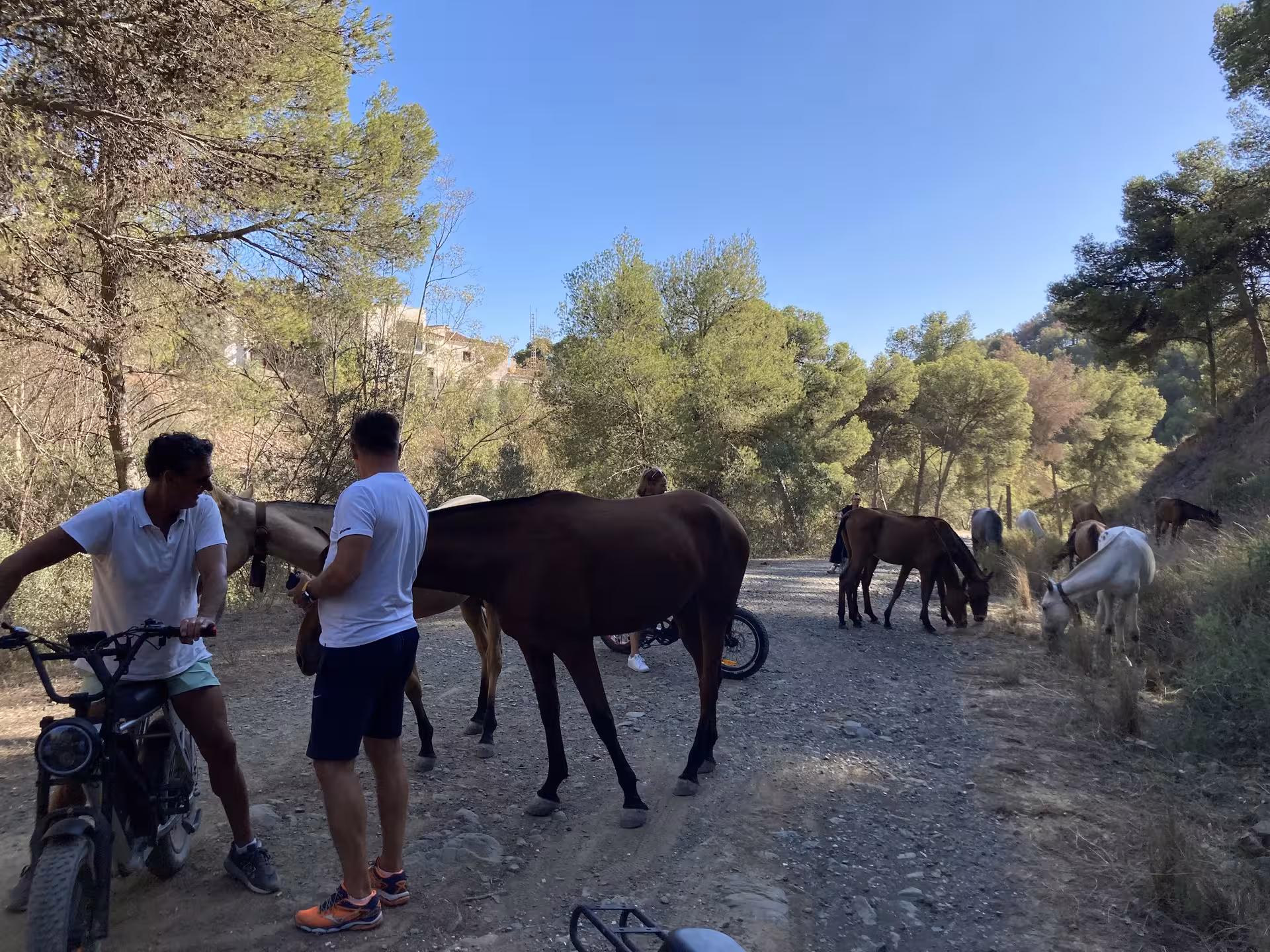 Riders pause on e-fat bike trail as wild horses cross a forest track during a 4-hour coastal views rental