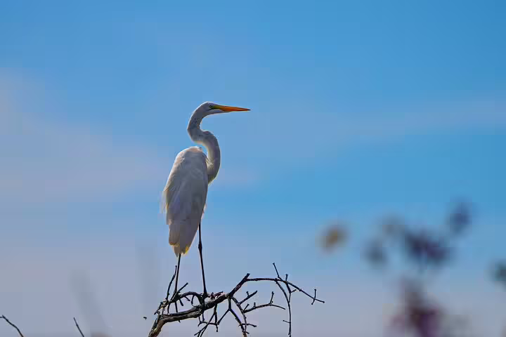 Graceful egret perched against the blue sky in the Amazon, offering serene views at Tapiri Floating Lodge.
