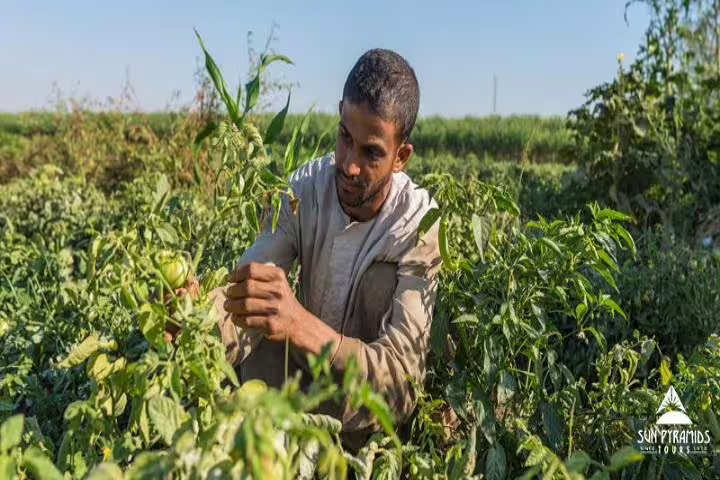 Egyptian farmer harvesting fresh vegetables in a green field, part of Green Farm breakfast and farm tour