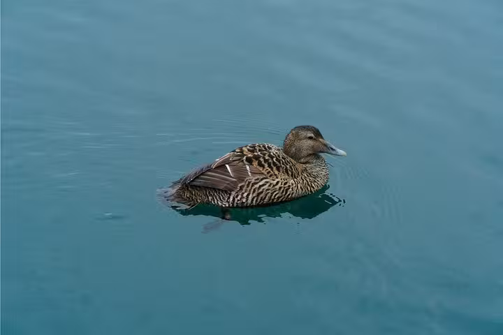Female eider duck swimming in turquoise waters of the Westfjords Iceland