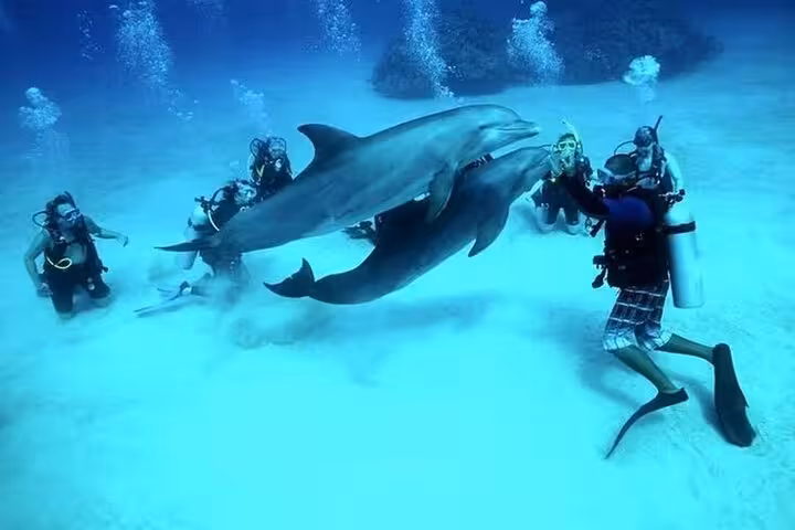 Scuba divers watching dolphins underwater in El Gouna lagoon, Red Sea, Egypt, on a diving and dolphin tour with lunch