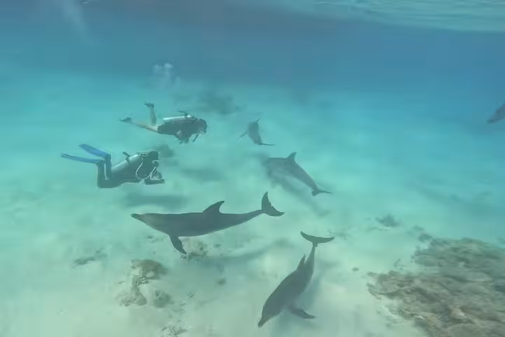 Scuba divers swimming with dolphins in El Gouna lagoon, Red Sea, on a snorkeling and diving tour with lunch