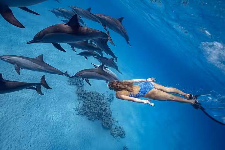 Freediver gliding with a pod of dolphins in El Gouna lagoon, Red Sea dolphin snorkeling and lunch cruise