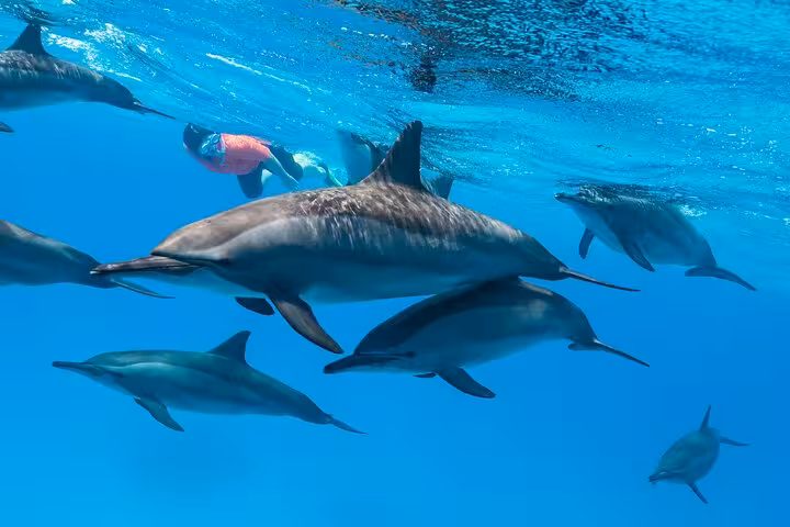 Snorkeler swimming with wild dolphins in El Gouna lagoon, Red Sea, Egypt, on a dolphin snorkeling cruise with lunch