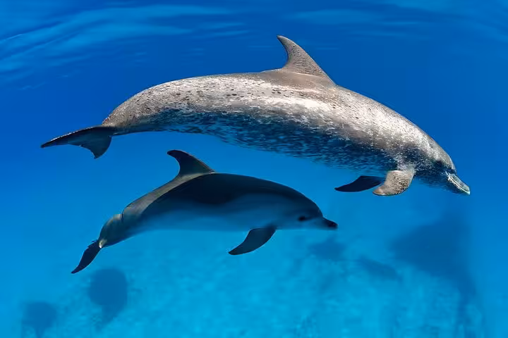 Two dolphins swimming in the Red Sea near El Gouna Lagoon, perfect for dolphin watching and snorkeling tour