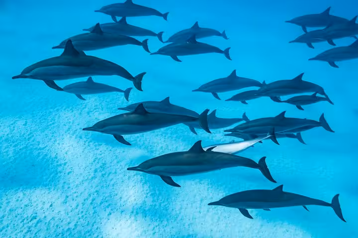 Pod of dolphins cruising in El Gouna Lagoon, Red Sea, during dolphin diving and snorkeling boat trip with lunch